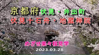 京都府伏見・井出町　伏見十石舟・地蔵禅院　めざせ楽々桜見学　2023 03 28