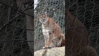 Cheyenne Mountain Zoo Mountain Lion