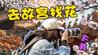 春天故宫花开了，紫禁城旅行摄影攻略！Forbiden city photography Tips