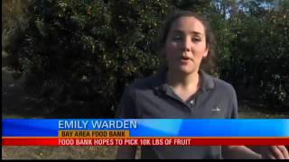 Volunteers Pick Fruit to Feed Families