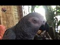 how to care african gray parrot everything you need to know