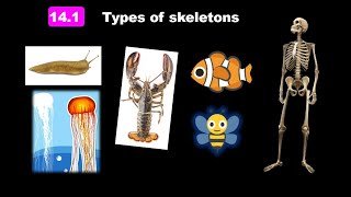 BIOLOGY FORM 4 ( 14.1) TYPES OF SKELETONS