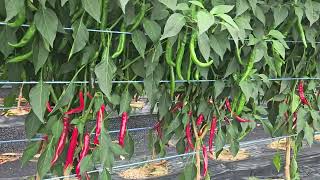 청양고추도 복합내병계가 대세다! #korea #hot pepper #fresh #dry #field #chili #spicy #kimchi #tswv #칼라병 #탄저병 #돌격에최강