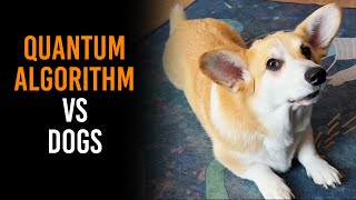 Canine Computer Beats Quantum Algorithms