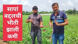 सापाची भिती झाली कमी जिथं पकडला तिथेच सोडून दिला #snakes #viral #rescue #wildlife #snakerescue