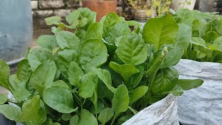 Grow Spinach Easily at Home  সারাবছর টবে বা বস্তায় পালং শাক চাষ  পদ্ধতি কোন প্রকার রাসায়নিক সার ছাড়া