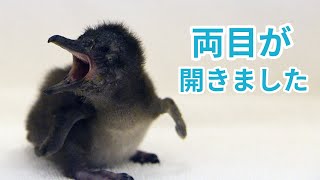 A BABY PENGUINS WAS BORN | ADVENTURE WORLD