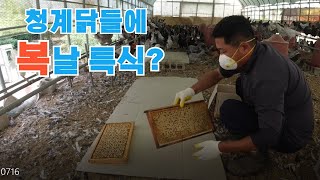 청계닭들에 복날 특식?