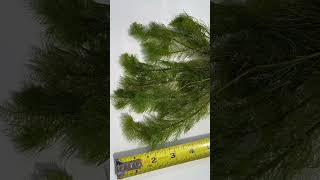 MYRIOPHYLLUM SCABRATUM EASY FLUFFY PLANT for sale