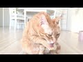 茶トラ猫 チャチャ丸の日常「食後のチャチャ丸君、キレイ好き過ぎですか？笑」 chachamaru orange tabby daily life