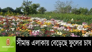 সীমান্ত এলাকায় বেড়েছে ফুলের চাষ ।। Barisal Flower Cultivation