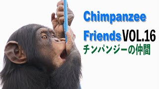 チンパンジーの仲間１６　Chimpanzee friendsVOL.16　飼育員さんが朝の餌変化を与えた結果？　#Chimpanzee 　#東山動物園