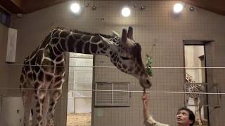 天王寺動物園　春のナイトZOOに行ってきた