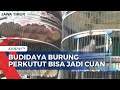 Budidaya Burung Perkutut Bankok Jadi Cuan, Omzet Capai Rp15 Juta per Bulan!