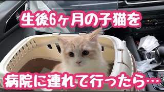 【悲報】飼い猫が病気になってしまいました...