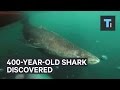 400-year-old shark discovered