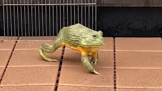 結構な高さで歩いているあふぅ🐸【アフリカウシガエル】