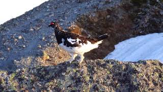 4K　白馬岳の雄雷鳥２