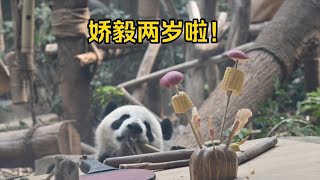 娇毅两岁啦！生日快乐呀！奶爸奶妈给准备的生日大餐好丰盛哟  五猪猪吃嗨了！文静只吃串串上面的苹果 玉米和冰棒留给寿星啦！