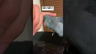 撫で撫でマメルリハインコ