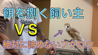 【餌やり動画】ご飯を準備する飼い主をひたすら邪魔するフクロウが可愛すぎた、、、