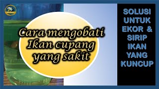 Cara mengobati ikan cupang yang sakit, sirip kuncup, sisik nanas dll