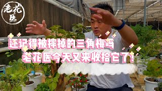 【养花必懂小知识】还记得被老花医摔掉的三角梅吗？老花医今天又来收拾它了！ Tips and tracks for  bougainvillea.