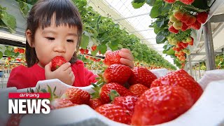 The story behind Korean strawberry's sweet success