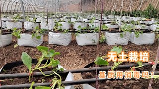 无土栽培甜瓜，基质直接用？还消毒吗？