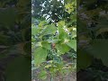 silk tree and syrian hibiscus