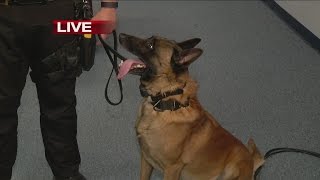 K9 Officers demonstrate drug search