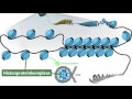 interphase ausführlich erklärt