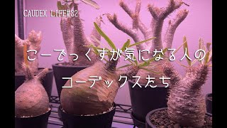 【CAUDEX LIFE#32】こーでっくすが気になる人のコーデックスたち