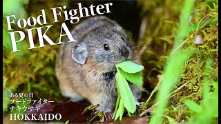 フードファイター【ナキウサギ】北海道　Food Fighter PIKA