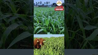 சோள நச்சுத் தன்மையால் கால்நடைகளுக்கு ஏற்படும் தீங்கு || Sorghum Poisoning effect to Animals