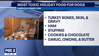 Most toxic holiday food for dogs | The Noon