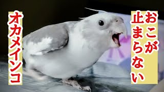 【きょうのオカメ】ふうちゃんがいきなり怒りインコに… なぜ？？ 【オカメのほっこり日記】