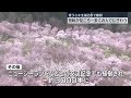 【“愛子さま生誕の桜”】桜峠が見ごろ 福島･北塩原村