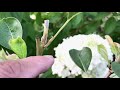 how to espalier.easy espalier diy. espalier fruit trees. how to summer prune espalier trees