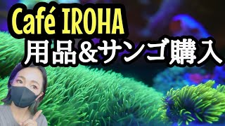 【海水魚水槽】IROHAで水槽用品\u0026サンゴ購入❗️我が家の進撃するスタポ達✨my coral aquarium MOAMOAちゃんねる