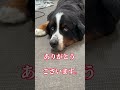 超大型犬king７歳リンパ腫との戦い。今日も頑張ってくれてます。 超大型犬 バーニーズマウンテンドック