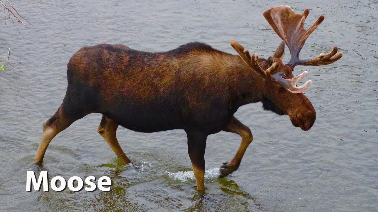 Moose Sounds Youtube