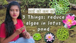 3 things: reduce algae in lotus pond,कमल में काई को कम करे,control algae/green water, get rid of it