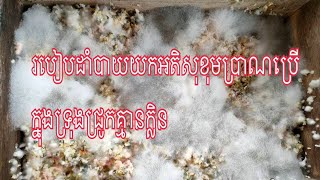 របៀបដាំបាយយកអតិសុខុមប្រាណប្រើក្នុងទ្រុងជ្រូកធម្មជាតិគ្មានក្លិន