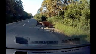 Néhány centin múlt a szarvasgázolás. Számított az, hogy mennyivel ment olvasónk