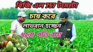 অমৌসুমে টমেটো চাষ করে কেমন লাভবান হবেন ধনোপতি? টমেটো চাষ পদ্ধতি, #tepukuria_farmers_hub#agriculture