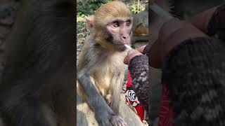 #monkey #poormonkey #feedingmonkey #foryou #babymonkey  #animals #thedodo #dodo #saveanimal #shorts