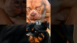 Pitbull और Rottweiler में कौन सबसे ज्यादा Powerful हैं ?🤯🤔 By info fact News