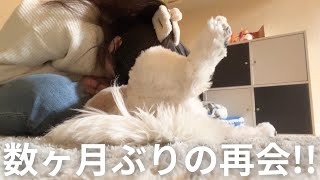 【シーズー】2ヶ月ぶりの再会、愛犬の反応が…😭【愛犬vlog】