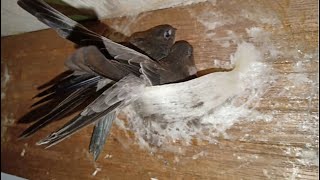 ត្រចៀកកាំធ្វេីសំបុក​ | Swiftlet make the Nest | Birdnest | Natural Nest 100% #swiftletworld